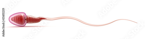 Photo: Sperm isolated on white surface Sperm isolated on white surface