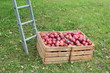 Foto: Apfelernte Apfelernte