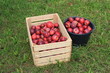 Foto: Apfelernte Apfelernte