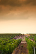 Beautiful rows of grapes before harvesting