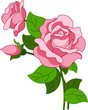 Pink Rose