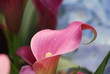 A spring time pink Calla Lily A spring time pink Calla Lily