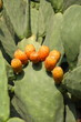 Opuntia Ficus Indica