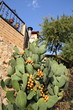 Casa con chumbera