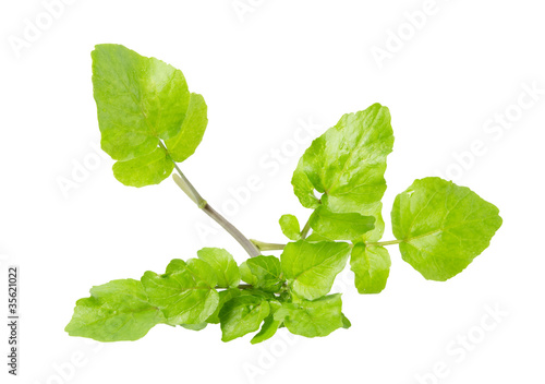 Photo: watercress watercress