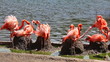 group of flamingos have rest and play near pond