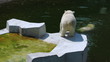 polar bear swim and another walk on platform near lake