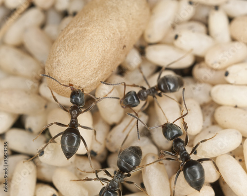 Foto: Black ants resue of eggs, macro photo Black ants resue of eggs, macro photo