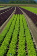 plantation de salades