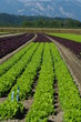 agriculture maraîchère