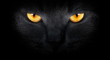 View from the darkness. muzzle a cat on a black background.