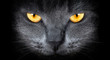 grey cat on a black background
