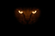 View from the darkness. muzzle a cat on a black background.