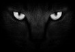 View from the darkness. muzzle a cat on a black background.