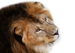 noble lion on a white background