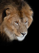 noble lion on a black background