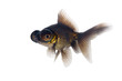 Details der Fotografie Black goldfish on a white background