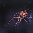 Foto: Kreuzspinne Kreuzspinne