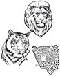 Drei Raubtiere, Löwe, Tiger, Leopart