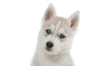 portrait plein de douceur du chiot husky portrait plein de douceur du chiot husky