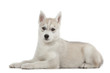 chiot siberian husky allongé de profil chiot siberian husky allongé de profil