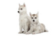 magnifiques chiots husky ensemble en studio magnifiques chiots husky ensemble en studio