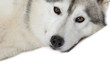 tendresse dans le regard du siberian husky tendresse dans le regard du siberian husky