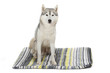 siberian husky assis sur son tapis siberian husky assis sur son tapis