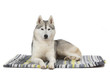 siberian husky allongé sur son tapis siberian husky allongé sur son tapis
