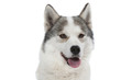jeune husky de face gueule ouverte jeune husky de face gueule ouverte