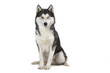 siberian husky assis de face sur fond blanc