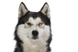 portrait du husky sibérien aux yeux vairons portrait du husky sibérien aux yeux vairons