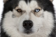 yeux vairons du siberian husky