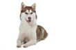beautiful siberian husky beautiful siberian husky