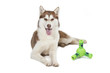 siberian husky allongé de face avec son jouet siberian husky allongé de face avec son jouet