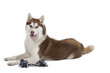 siberian husky allongé en studio siberian husky allongé en studio