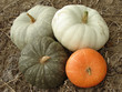 pumpkins harvest pumpkins harvest