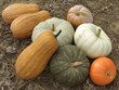 pumpkins harvest pumpkins harvest