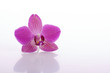 Pink Flower Orchidee