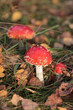 red fly agaric mushroom 01 red fly agaric mushroom 01