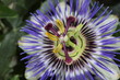 Passionsblume