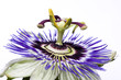 Passionsblume