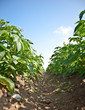 potato field