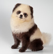 Photo en ligne au meilleur prix The spitz-dog painted under a panda
