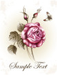 Illustration of a Rose. vintage postcard congratulation