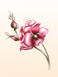 Illustration of a Rose Illustration of a Rose