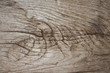 Texture of wood