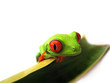 Rotaugenlaubfrosch 88, Agalychnis callidryas