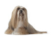 sa majesté le lhassa apso sa majesté le lhassa apso
