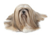 lhassa apso super star lhassa apso super star
